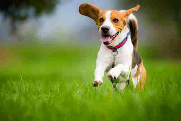 A happy Beagle running on grass, wearing a blue collar, showcasing comfort and style.