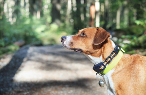 dog wearing collar, showing the best dog collar for medium dogs