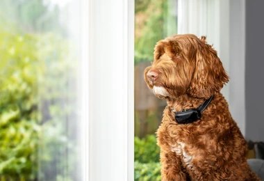 Brown dog with curly fur wearing a bark collar, sitting by a window, showing the use of bark collar.