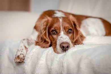 Dog lying calmly in a quiet area - behavioral modification to reduce barking.