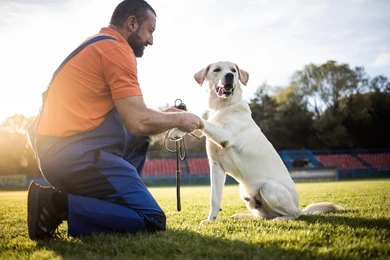 Dog training outdoors with a professional trainer - alternatives to bark collars for behavior correction.