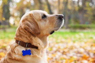 Dog wearing a regular collar in a park - understanding alternative to bark collar.