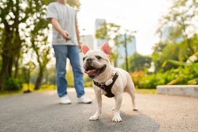 Happy dog with chew proof collar standing next to owner in the park