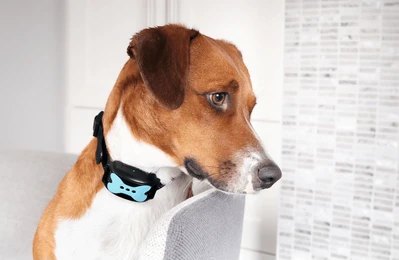 Brown and white dog wearing a modern electronic bark collar, illustrating bark collar use in indoor settings