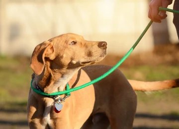 Dog on a leash with its owner - leash training to control barking.