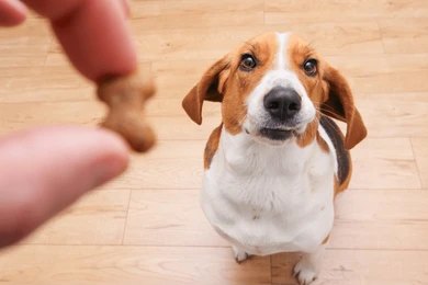 Dog receiving a treat as part of positive reinforcement training - a humane alternative to bark collars.