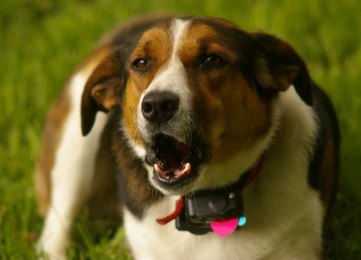 Large brown and white dog lying on grass wearing a pink bark collar, showing the use of bark collar in outdoor settings.