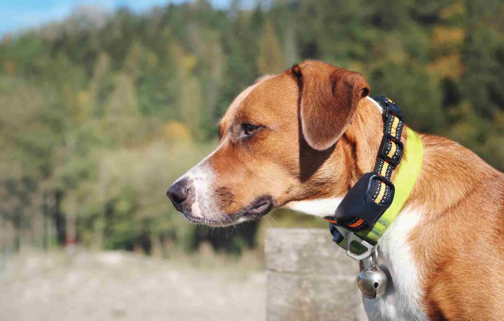 A brown dog with a yellow training collar, ideal for behavior correction.