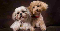 Two cute dogs wearing collars, showing the best dog collars for small diogs.