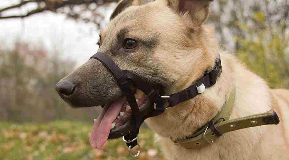 A tan dog wearing a head halter, providing gentle control for leash pulling.