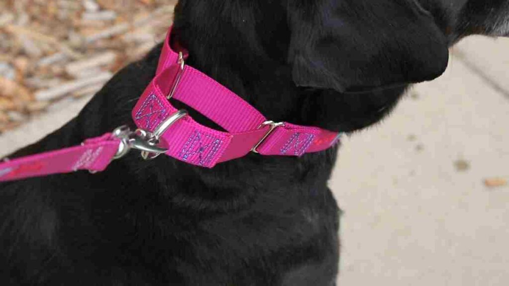 A black dog wearing a pink harness for everyday walks and safety.