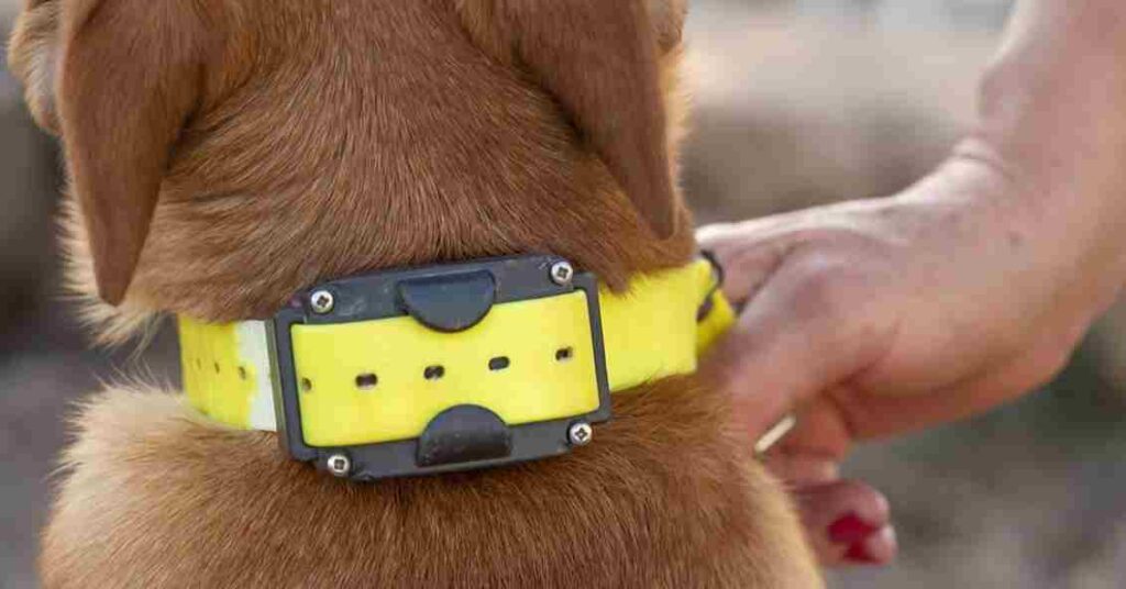 A close-up of a yellow shock collar used for training medium-sized dogs.