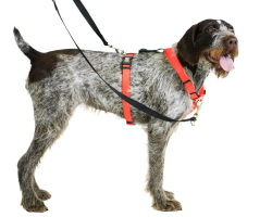 Dog wearing a blue 9 balance harness, one of the best chew proof collars for dogs