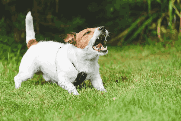 Small white and brown dog barking on grass, highlighting typical dog barking behavior