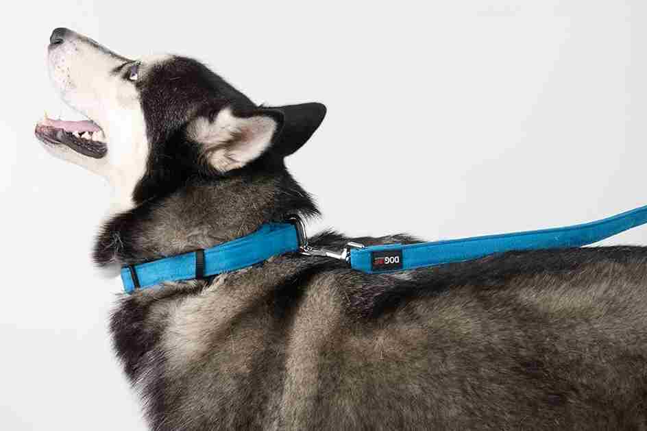 A black and white dog using a blue head collar for better leash control.