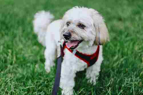 Small white dog on grass, wearing the best dog collar for small dogs during a walk.