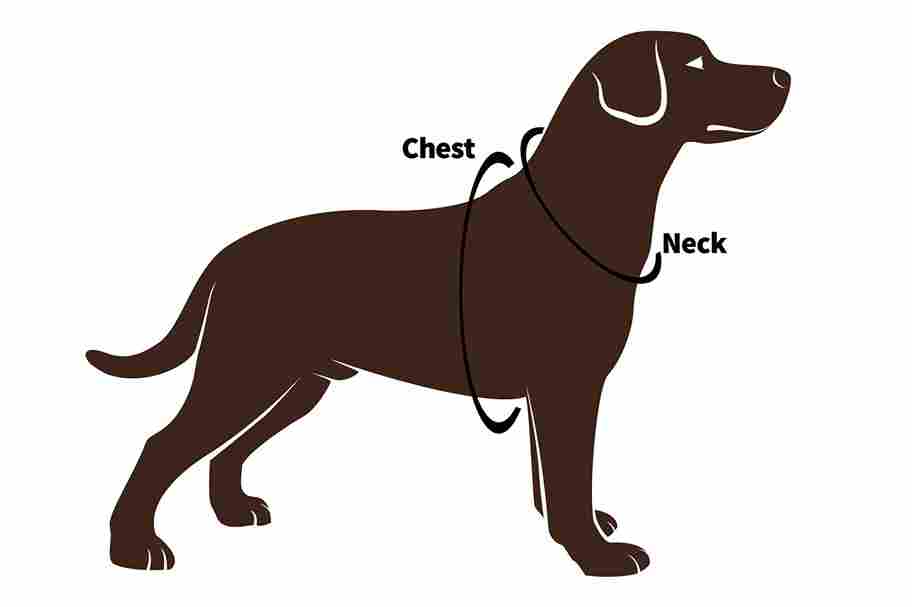 Illustration showing correct chest and neck measurements for fitting a dog collar.
