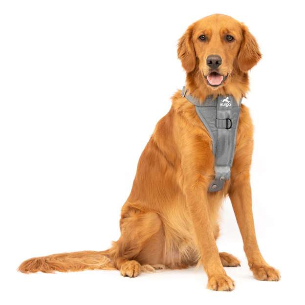 Golden Retriever in a  Kurgo Tru-Fit Smart grey harness, one of the best chew proof collars for dogs