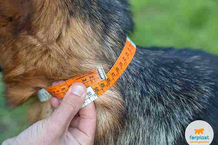 Close-up of a dog’s neck being measured with a soft measuring tape.