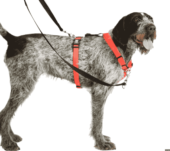 Large dog wearing a blue 9 balance harness, great for active breeds needing control and comfort.