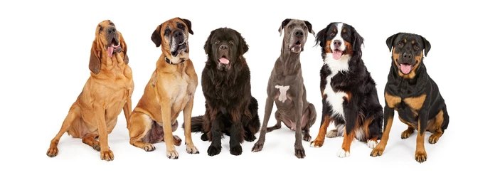 Group of large dog breeds, perfect for highlighting the importance of choosing the best dog collar for large dogs.