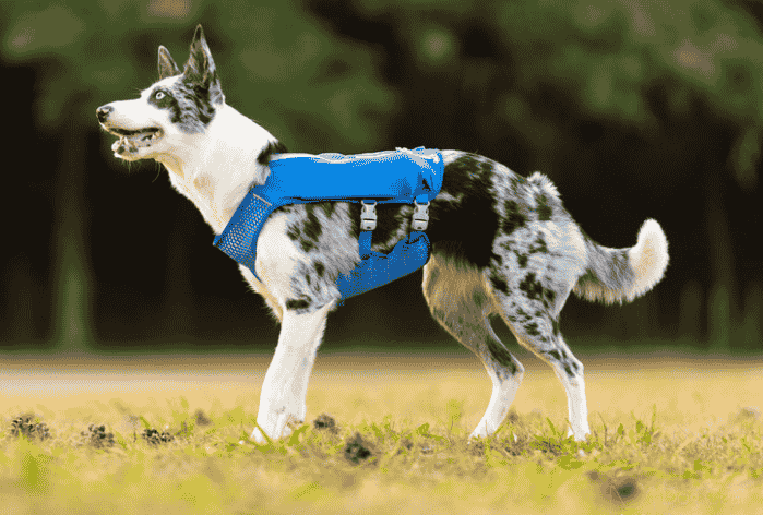 Large dog in a padded hiking harness, designed for maximum comfort and durability during outdoor activities.