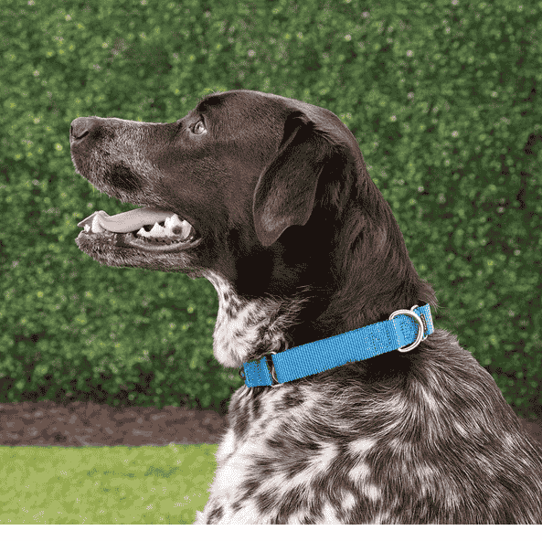 Brown dog wearing a lightweight PetSafe martingale collar, ideal for all-day comfort.