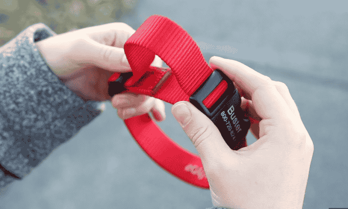 Demonstration of a heavy-duty buckle on a red collar, emphasizing safety features for large dogs